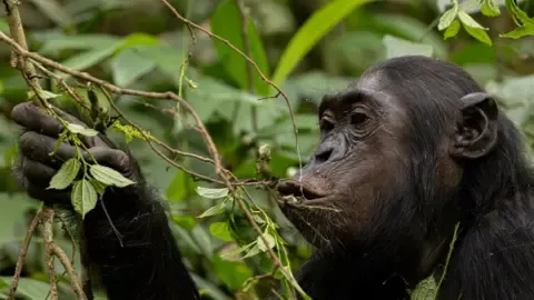 Chimpanzees Ingesting the Equivalent of One Lager Each Day from Fermented Produce, Research Shows